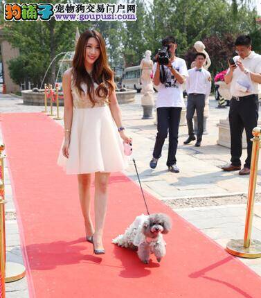 宠物狗公益派对在北京举行 众多萌犬现身“戛纳盛典”