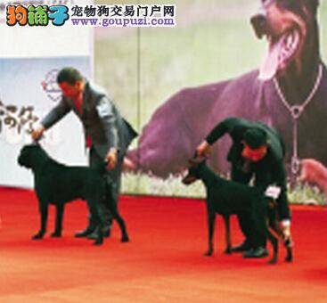 天津生态园举办纯种犬的选美大赛
