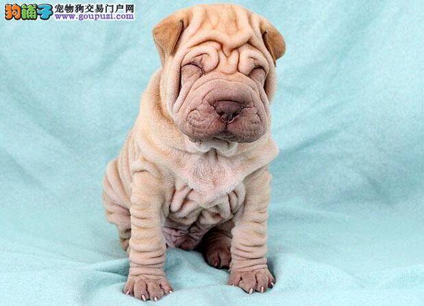 沙皮狗身上溃烂，脓包烂了如何处理伤口最好