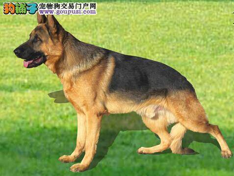 新手喂犬法则 教你饲养狼狗的相关经验