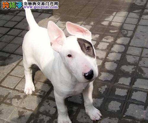 牛头梗感冒的应对方法