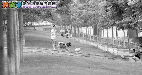 男子被疯狗咬伤后患狂犬病有很强的攻击性