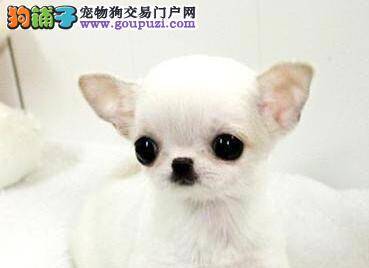 我家吉娃娃最近大量脱毛，有皮屑有红点是怎么了