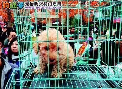 数十种名犬集体亮相中山博览中心 总价值超2500万