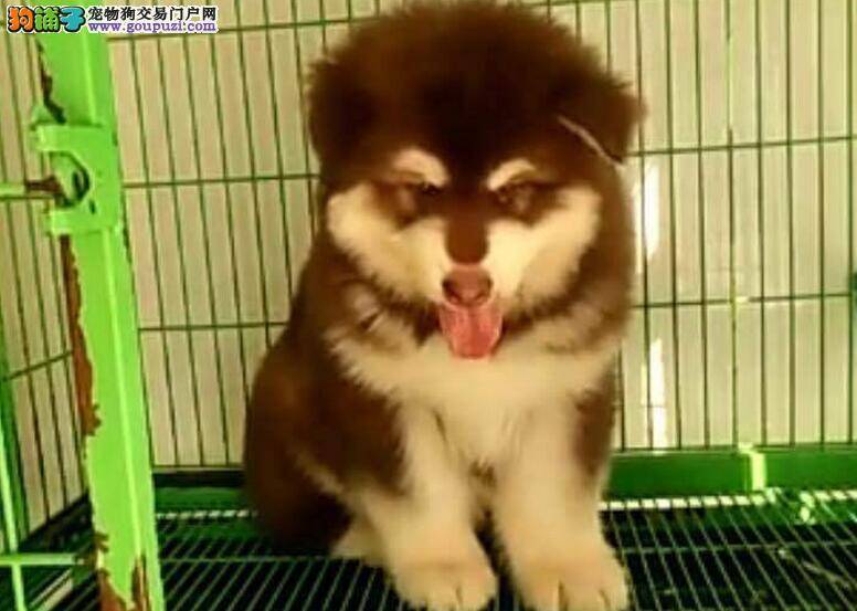 阿拉斯加犬生产前要准备什么