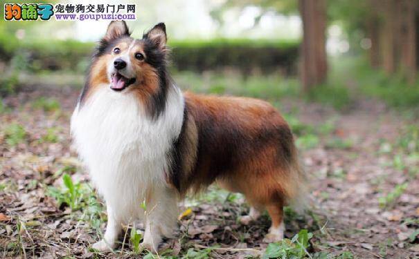 喜乐蒂掉毛怎么办 怎样缓解喜乐蒂牧羊犬掉毛的问题