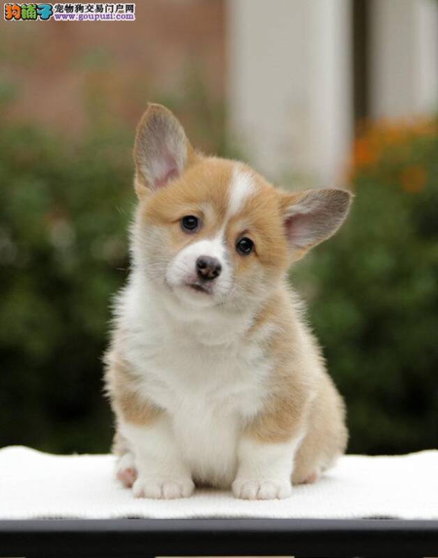 八个多月的柯基犬长双排牙了如何处理掉