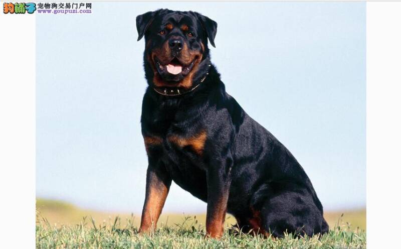 想要饲养罗威纳犬必备的生活用品