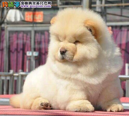 购买松狮犬时要知道健康的狗狗具备哪些特点