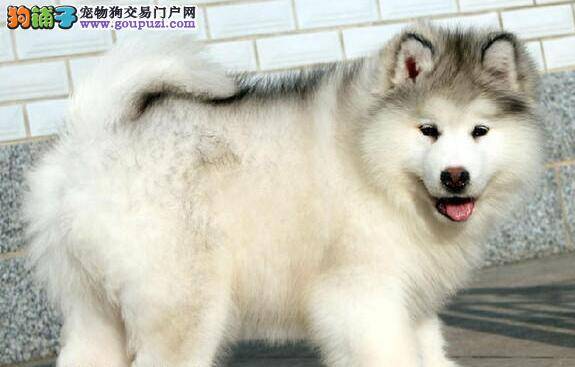 阿拉斯加雪橇犬的嗅觉到底有多灵敏