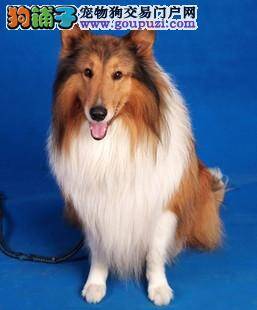 苏格兰牧羊犬饭后突然吐了，没事吧