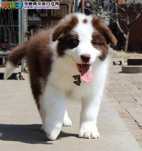 怎样防止边境牧羊犬与消化不良有交集