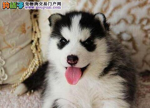 产后的哈士奇奶水不足应如何是好