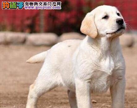 拉布拉多犬吃什么狗粮好 求解答