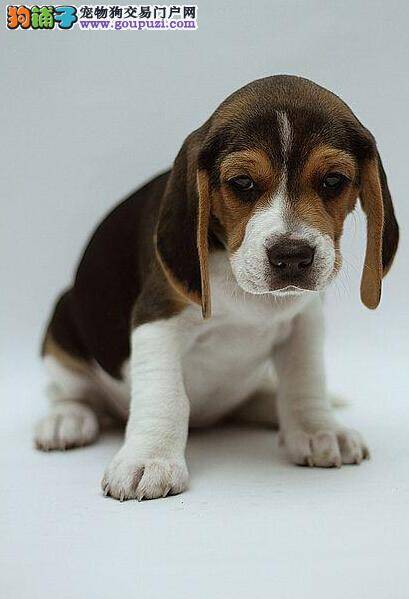 比格犬有哪些你所不熟悉的心理活动