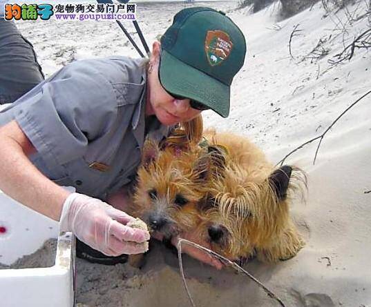 受训狗狗寻找濒危海龟蛋 多数海龟窝被发现
