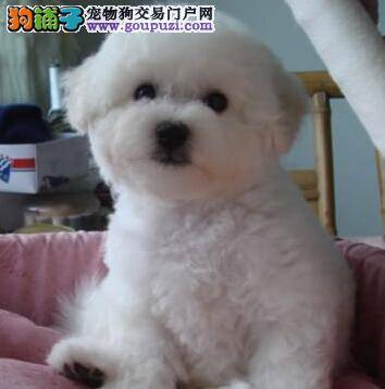 购买比熊犬有哪些值得考虑的意见