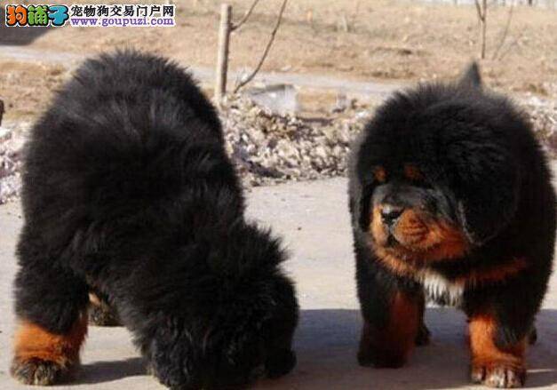 藏獒细小康复期需要注意什么呢