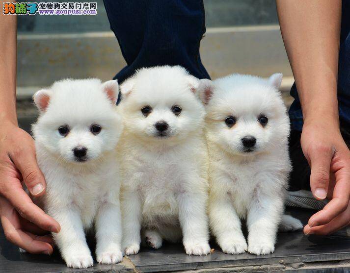 银狐犬干咳干呕，嗓子像是有痰怎么办