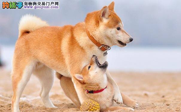 老年秋田犬适量运动好处多 秋田犬散步注意事项