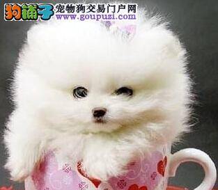 宠物训练小课堂之茶杯犬如何能学会衔物本领