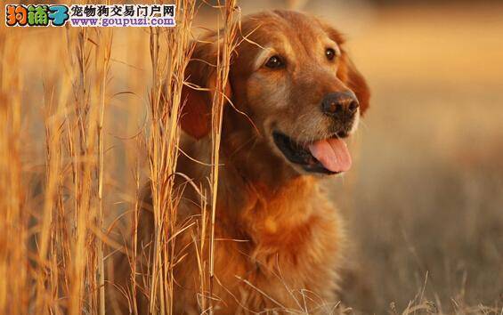 良好习惯的训练与培养 金毛犬的调教方法有哪些