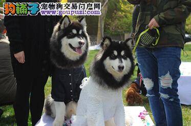 狗狗也脱单 数十只萌宠在北京紫玉山庄集体结婚