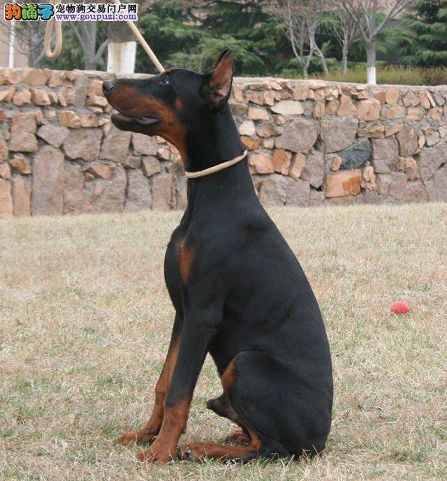 怎样喂养处于哺乳期的杜宾犬幼犬