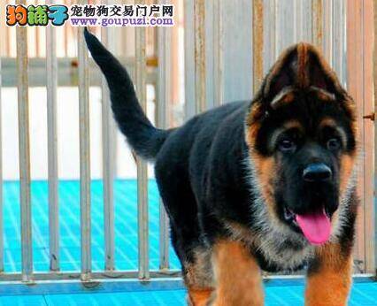 德国牧羊犬便便次数比较多，愁人上火啊