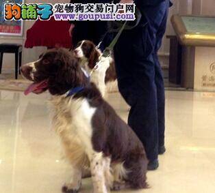 与犬共舞 广东公安边防部队警犬优秀本领超强