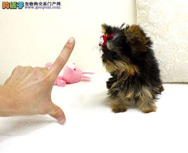 约克夏吃完骨头后没精神不爱吃狗粮怎么办