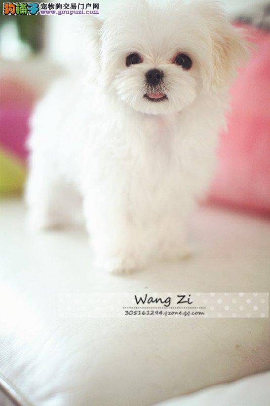 怎么教京巴犬学会上厕所 求解答