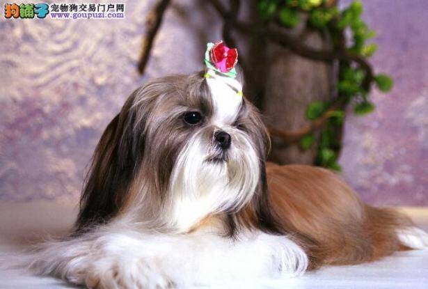 鉴别优秀西施犬应该掌握和了解清楚的问题