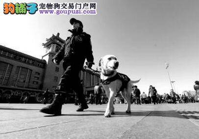 数只警犬参与北京两会安保工作