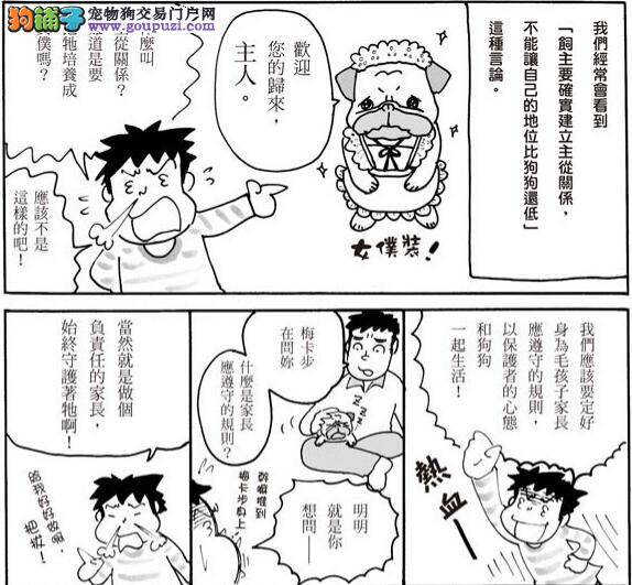 漫画图解 哈士奇伴侣犬在家里扮演的角色