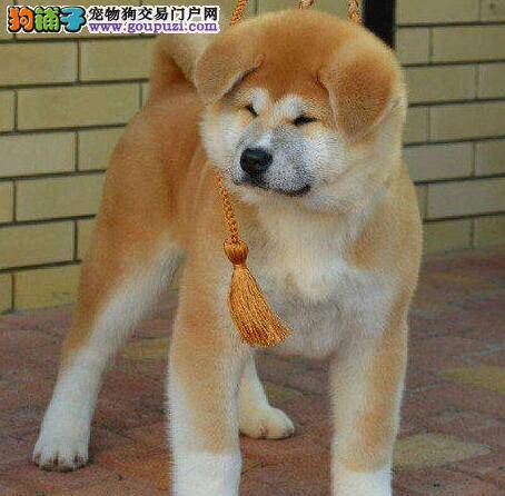 挑选秋田犬主要看狗狗身体的八个部位