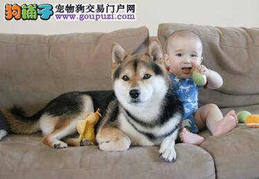 须知 饲养柴犬禁止用零食阻止它的淘气行为