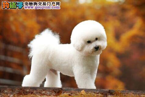 成功训犬的法则 训导不听话的比熊犬有哪些方法