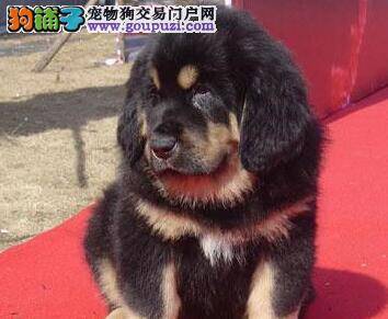 怎样增加藏獒母犬奶水 让幼犬不再挨饿