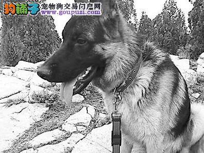 德国牧羊犬走丢了，主人悬赏5000元寻爱犬