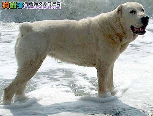 喂养观念不要错 中亚牧羊犬的饮食习惯是怎样养成的