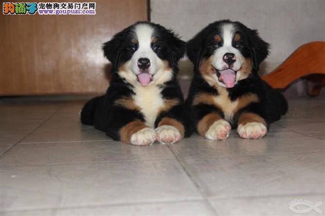 在室内饲养伯恩山犬需要做好哪些准备