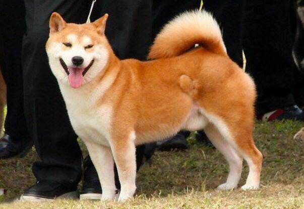 盘点喂养秋田犬的注意事项