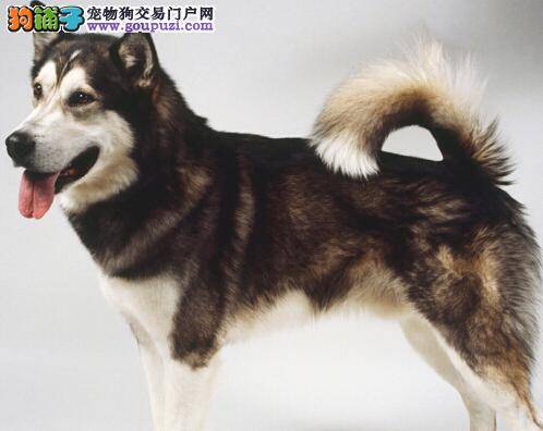 阿拉斯加雪橇犬的品种概况与犬种性格
