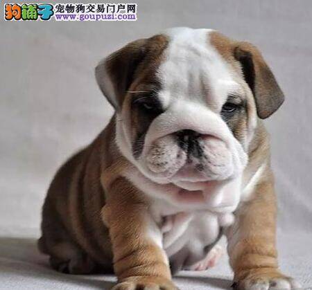 斗牛犬的鼻子为什么会褪色