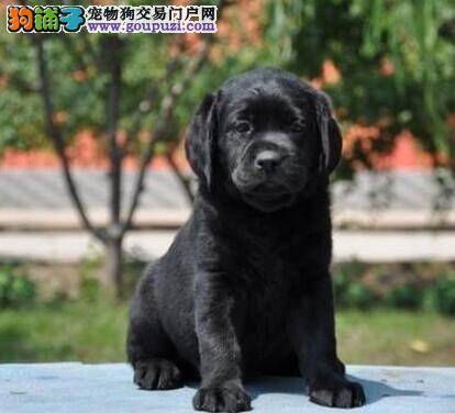 拉布拉多犬总吃自己的便便是为什么