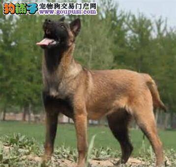 保持苗条的身材 分析马犬太胖的原因