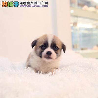 柯基犬得了犬瘟和肠炎 求治疗方法