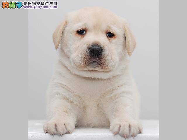 挑选拉布拉多幼犬时要注意的一些事项