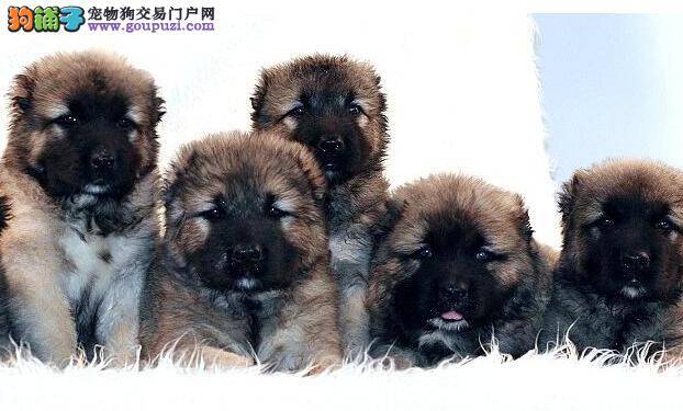 教你拒绝眼疾困扰 护理高加索犬眼睛有妙招